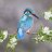 Kingfisher_69